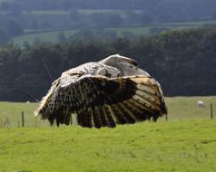flying wild owl over a field