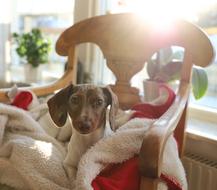 a dog resting on a chair