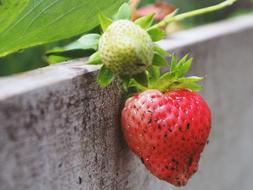 Dangling strawberries on a branch