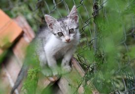 Cat Gray Nice