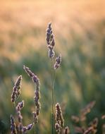 Seeds Wheat macro blur