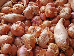 onion crop not peeled