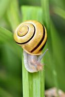 Snail Animal Creature