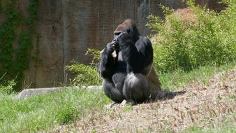 black gorilla rests