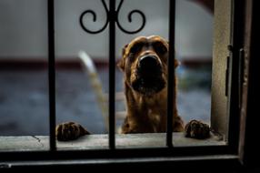 Dog Animal Pets