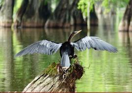 bird with open wings by the lake