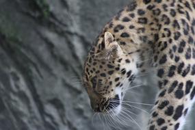 wild Leopard Large Cat