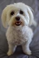 Fluffy white dog waiting