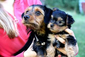 little puppies in their hands