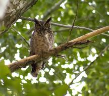 Owl Branch Tree