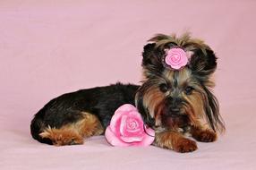 yorkshire terrier and pink roses