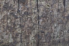 Wood Timber Texture