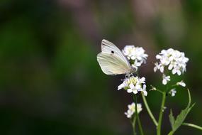 Butterfly Flowers Insect White
