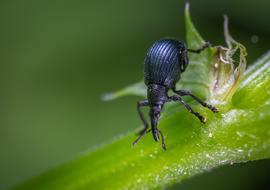 Beetle Insect Macro