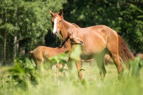 family of horses in the field