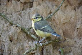 Blue Tit Chick Bird