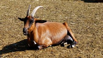 Goat in France Aude