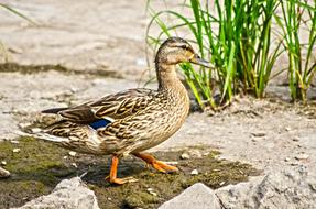 Mallard Duck Water Bird