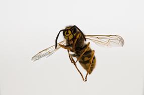 Insect Fly Wing