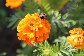 Rose Of India, Yellow Flowers, marigold