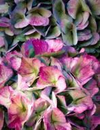 Hydrangea Flowers Bright Close