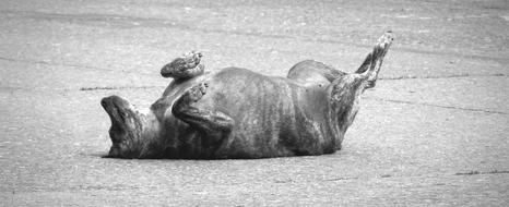 dog lying on the ground