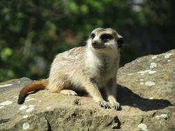 Meerkat Zoo Mammal