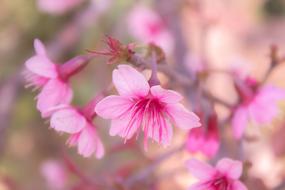 Background Beautiful Beauty