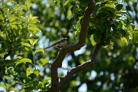 great Tit, small bird among Greenery