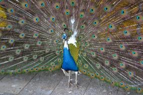 Blue Peacock bird in the zoo