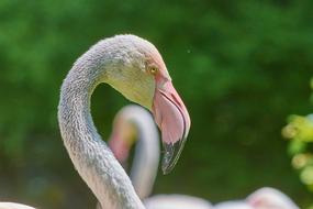 Flamingo Bird Pink