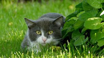 cute cat lying in the grass