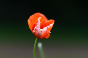Background Flower Poppy