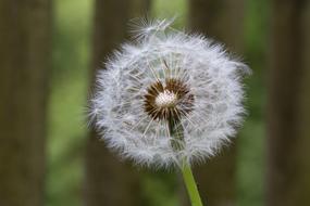 Background Dandelion Meadow