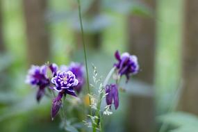 Background Flower Blue