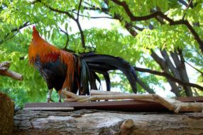 colored rooster on the fence