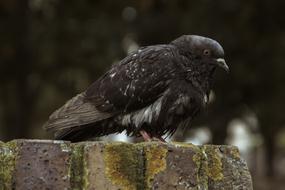 black pigeon big view