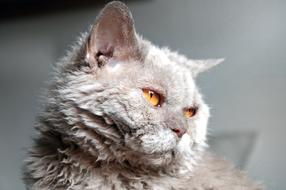 selkirk rex cat