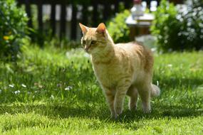 Cat Pet Animal