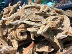 dry spiny fish