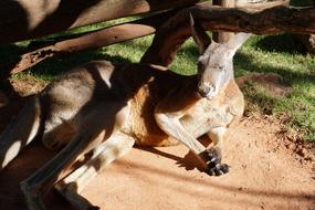 Kangaroo Animal Animals