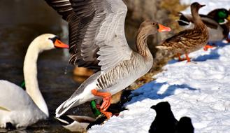 Swan Ducks Wild Goose Water