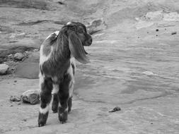 young floppy ear Goat in desert, jordan, petra