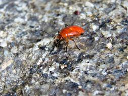 Bug Insect Nature