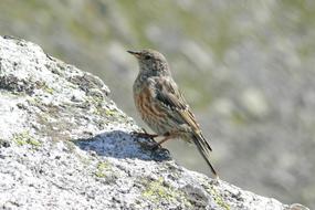 Bird Mountain Little