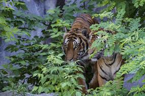 dangerous sumatran tiger in the zoo