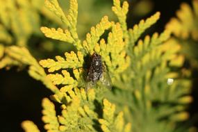 large beetle on yellow flowers