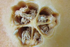 Closeup of the seeds in the fruit