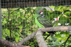 JardineS Parrot Bird in the cage