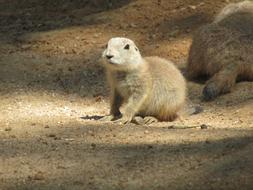 Prairie Dogs Zoo Cub